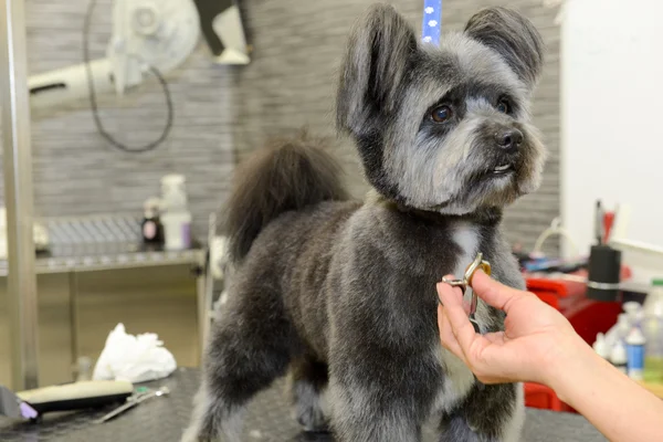 Cabeleireiro canino em uma clínica de beleza com cão — Fotografia de Stock
