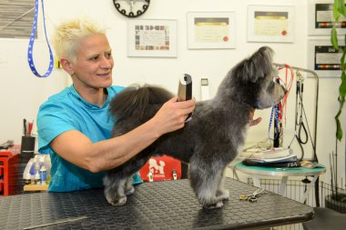 Bir güzellik Kliniği ile köpek köpek Kuaför