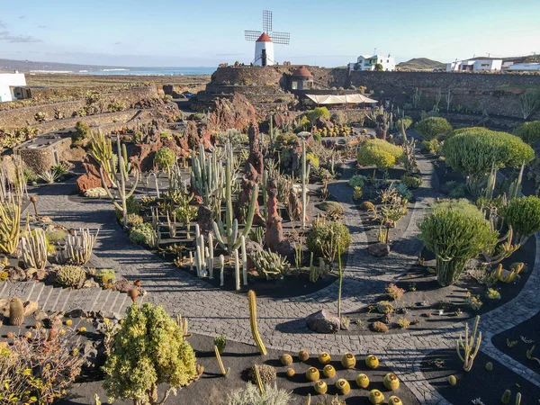 Museum Jardin Cactus Lanzarote Canary Island Spain — Stock Photo, Image