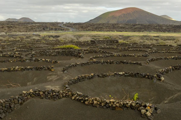 สนามโรงกล นไวน Geria บนเกาะ Lanzarote สเปน — ภาพถ่ายสต็อก