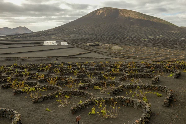 สนามโรงกล นไวน Geria บนเกาะ Lanzarote สเปน — ภาพถ่ายสต็อก