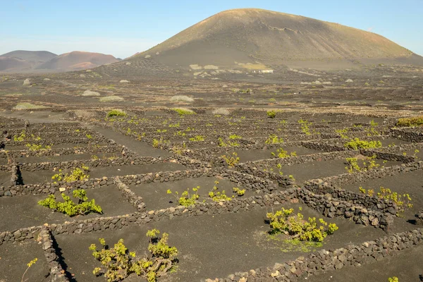 Fields Geria Winery Lanzarote Island Spain — Stock Photo, Image