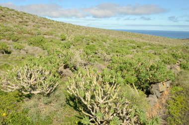 İspanya 'daki Lanzarote kanarya adasında manzara
