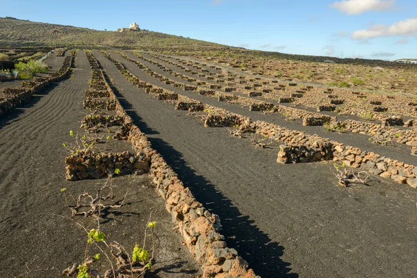 Azienda Vinicola Fields Sull Isola Canaria Lanzarote Spagna — Foto Stock
