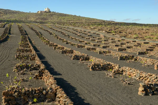 ฟาร มโรงกล นไวน บนเกาะคานาร ของ Lanzarote ในสเปน — ภาพถ่ายสต็อก