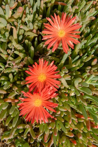 Vörös Virág Kanári Szigetén Lanzarote Spanyolországban — Stock Fotó