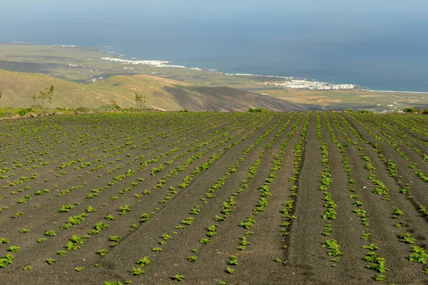 Krajina Kanárském Ostrově Lanzarote Španělsku — Stock fotografie