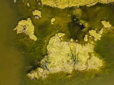 Kıbrıs 'taki Larnaka gölünde su ağacı