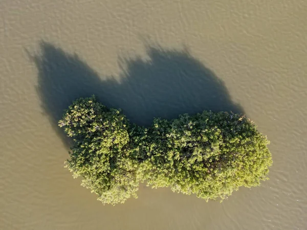 Arbre Aquatique Sur Lac Larnaca Chypre — Photo