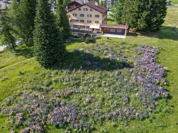 Valbella Switzerland July 2021 Flower Garden Front House Valbella Swiss — Φωτογραφία Αρχείου