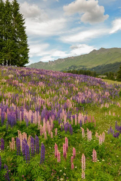 Blumengarten Bei Valbella Den Schweizer Alpen — Stockfoto