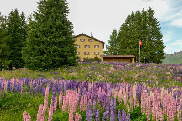 Jardín Flores Frente Una Casa Valbella Los Alpes Suizos — Foto de Stock