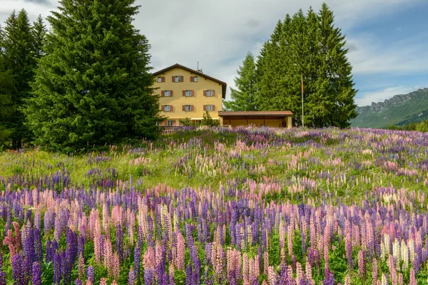 Jardín Flores Frente Una Casa Valbella Los Alpes Suizos —  Fotos de Stock