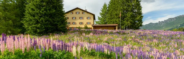 Flower garden in front of a house at Valbella on the Swiss alps