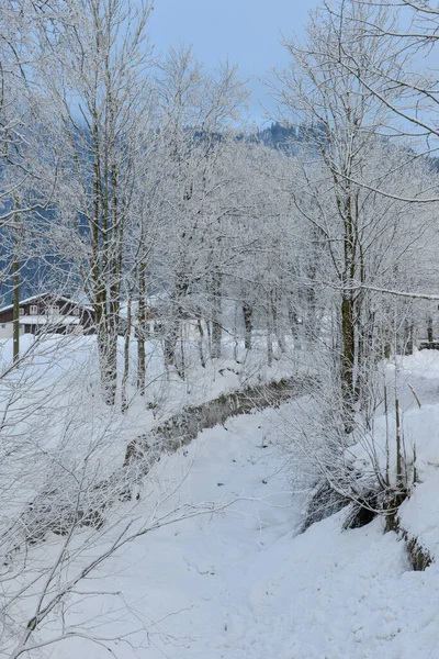 Vista Del Paisaje Invernal Árbol Engelberg Los Alpes Suizos — Foto de Stock