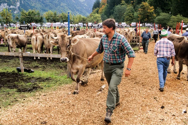 Agricoltori durante l'esposizione delle mucche a Engelberg — Foto Stock