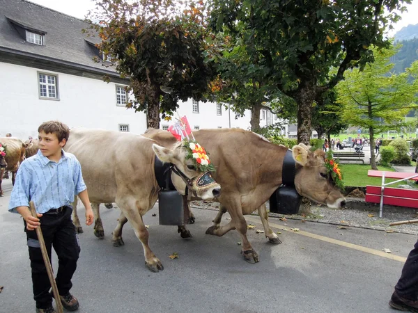 Agricoltori con una mandria di vacche sulla transumanza annuale sulla st — Foto Stock