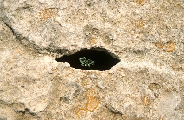 Małe rośliny na otwór kamiennego muru — Zdjęcie stockowe