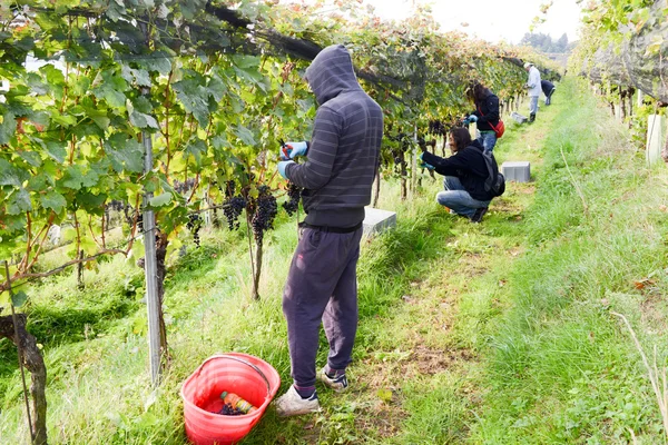 Persone che vendemmiano uva in un vigneto a Porza — Foto Stock