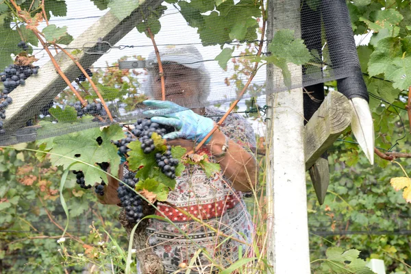 Persone che vendemmiano uva in un vigneto a Porza — Foto Stock