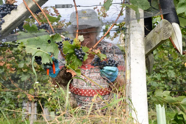Люди збирання винограду на винограднику в porza — стокове фото