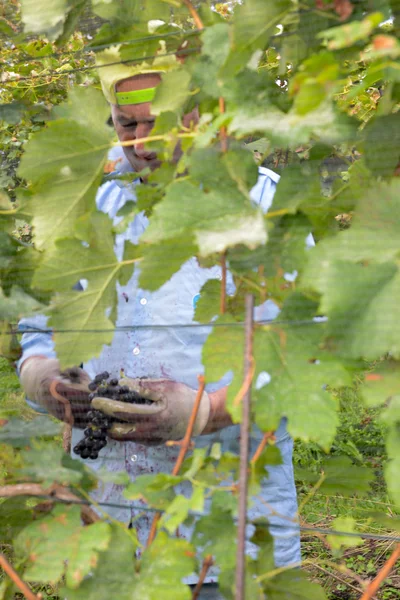 Persone che vendemmiano uva in un vigneto a Porza — Foto Stock