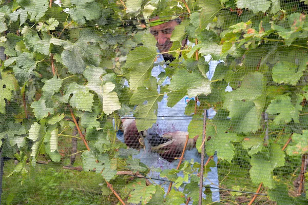 Persone che vendemmiano uva in un vigneto a Porza — Foto Stock