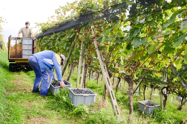 Vendemmia in un vigneto a Porza vicino Lugano sulla Sw — Foto Stock