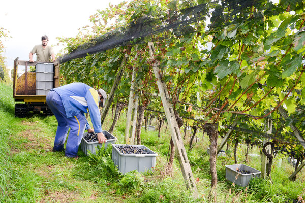 Люди собирают виноград на винограднике в Порце недалеко от Лугано на Sw
