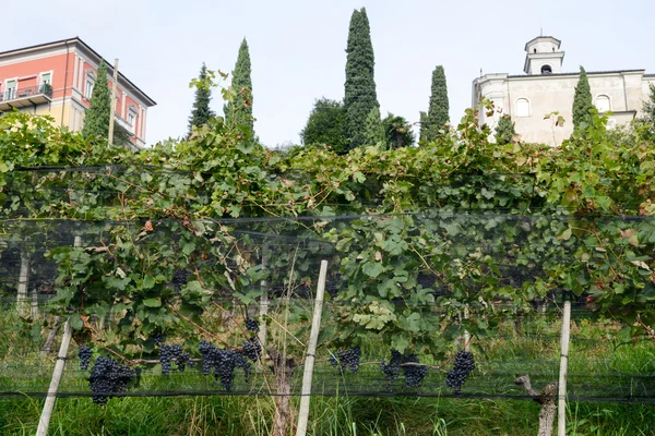 Vinice v porza nedaleko Lugana — Stock fotografie