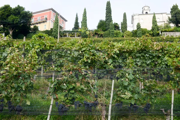 Vineyard at Porza near Lugano — Stock Photo, Image