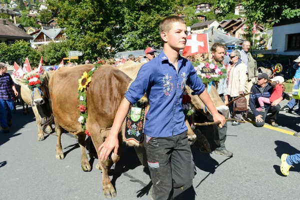 Farmers with a herd of cows on the annual transhumance at Engelb — Stock Photo, Image