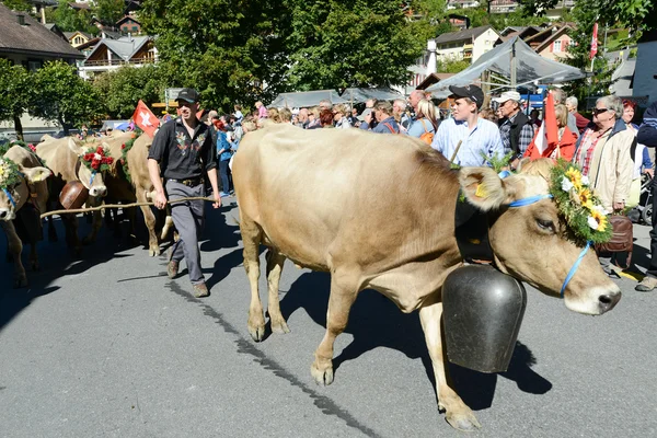 Agriculteurs avec un troupeau de vaches en transhumance annuelle à Engelb — Photo