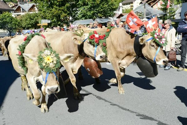 Agriculteurs avec un troupeau de vaches en transhumance annuelle à Engelb — Photo