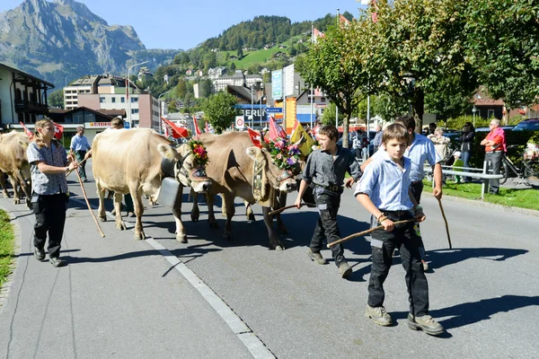 Agricultores con una manada de vacas en la trashumancia anual en Engelb —  Fotos de Stock