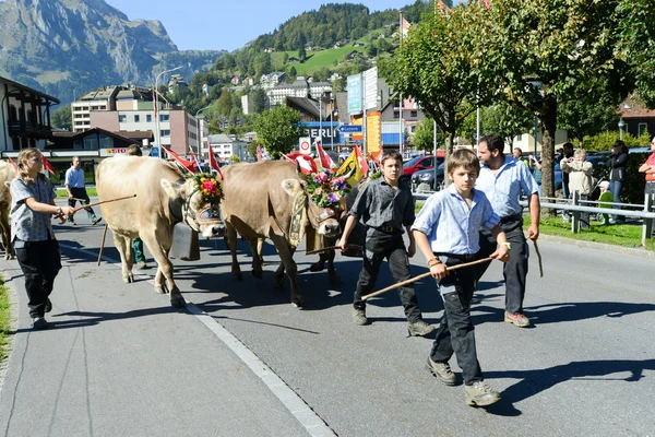 Engelb에서 연간 transhumance에 소의 무리와 함께 농민 — 스톡 사진