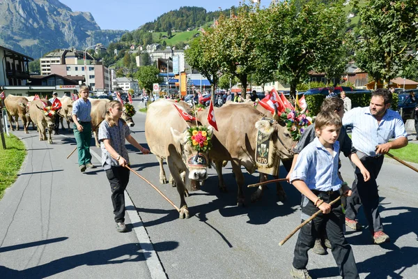 Agricultores com uma manada de vacas na transumância anual em Engelb — Fotografia de Stock