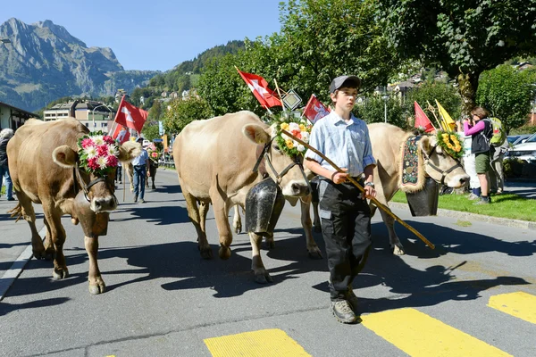 Agriculteurs avec un troupeau de vaches en transhumance annuelle à Engelb — Photo