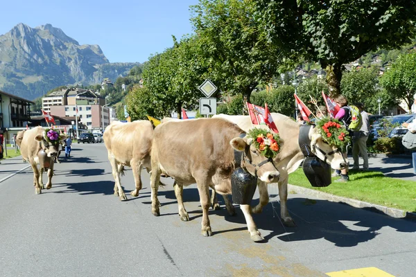 Agricultores con una manada de vacas en la trashumancia anual en Engelb —  Fotos de Stock