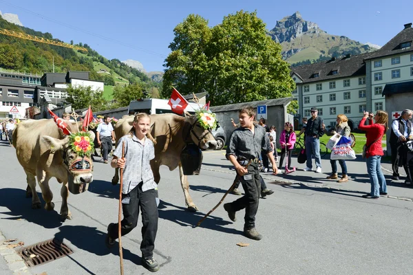 Farmers with a herd of cows on the annual transhumance at Engelb — Stock Photo, Image
