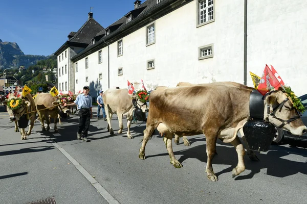Farmers with a herd of cows on the annual transhumance at Engelb — Stock Photo, Image