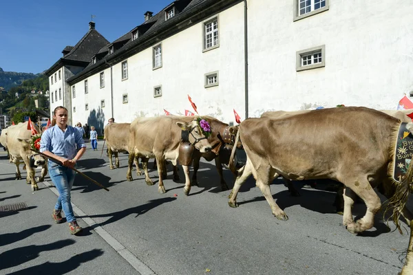 Agriculteurs avec un troupeau de vaches en transhumance annuelle à Engelb — Photo