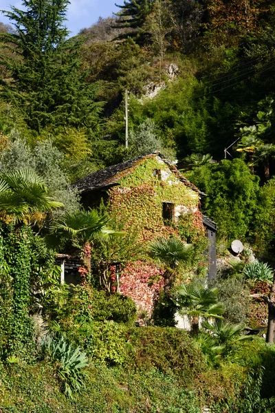 Casa rurale sciocco di edera a Verscio — Foto Stock