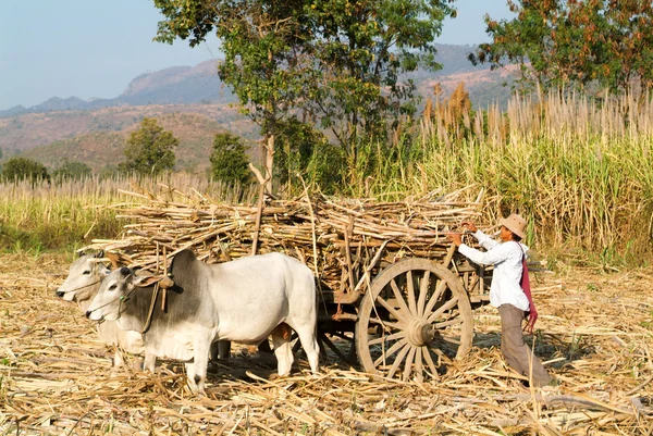 Farmers with ox carts to harvest sugar cane near Lake Inle — Stock Photo, Image