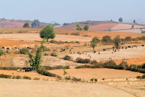 Paisagem rural no campo de Pindaya — Fotografia de Stock