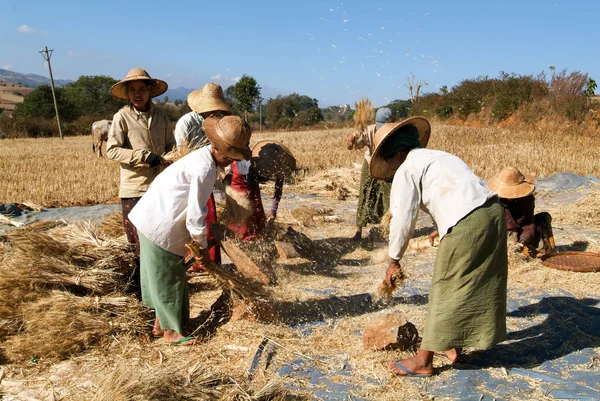 Farmers harvesting wheat on the countryside of Pindaya — Stock Photo, Image