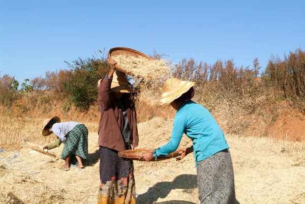 Farmers harvesting wheat on the countryside of Pindaya — Stock Photo, Image