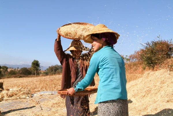 Agricultores cosechando trigo en el campo de Pindaya — Foto de Stock