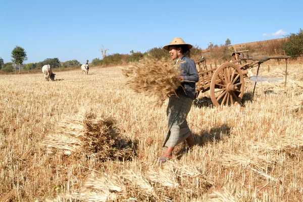 Agricultores cosechando trigo en el campo de Pindaya — Foto de Stock