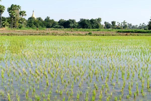 Risfält i den antika staden Innwa (Ava) nära Mandalay — Stockfoto